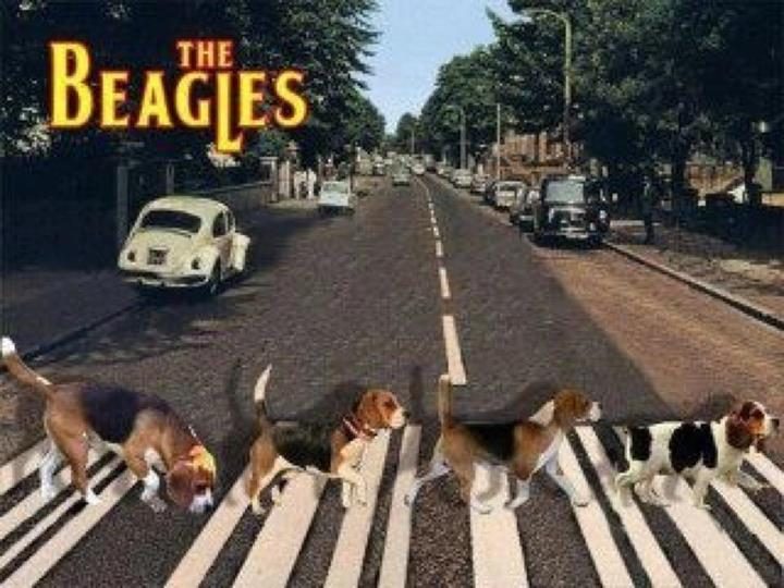 beagles.jpg